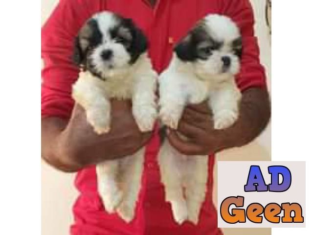 used Shih Tzu puppies for sale 9394723663 for sale 